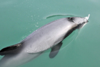 102013 Dolphins hectors2060.jpg